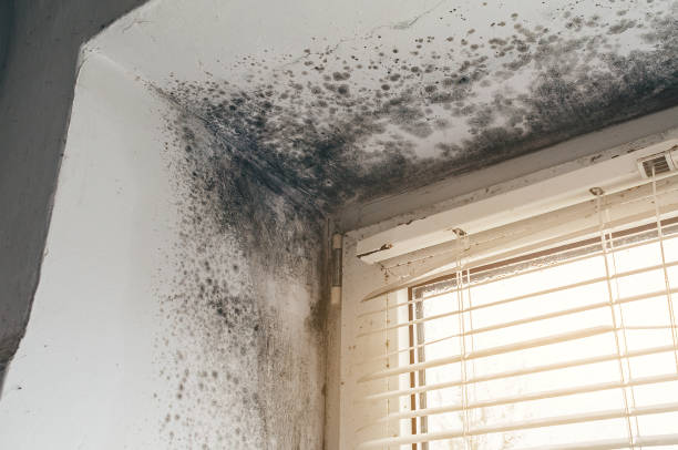 Affordable Mold Remediation solutions in Forsgate, NJ